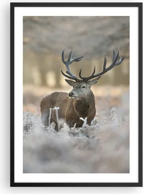 Produktbild von Gerahmtes Poster - Schwarzer Rahmen - Hirsch Wald Natur - 50x70 cm - Wand Bild - Wanddeko - Wandbilder - Kunstposter - Wandposter - Bilderrahmen - Bilder - Kunstdruck - Wandbild - P2BPA50x70-3744