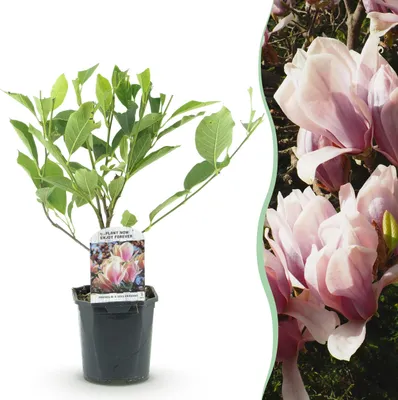 Image de Heesters - Magnolia Soulangiana - Bloemen Licht Roze - 1 Plant - Bladverliezend - Weinig Onderhoud - 35-45cm - Ø18cm - Plante de jardin