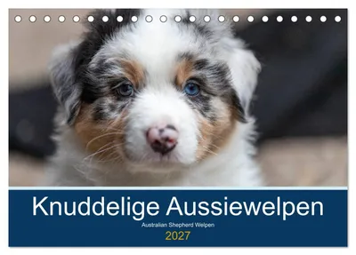 Produktbild von Australian Shepherd Welpen 2027 (Tischkalender 2027 DIN A5 quer), CALVENDO Monatskalender