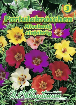 Produktbild von Portulakröschen Mischung  | Blumensamenmischung von N.L. Chrestensen [MHD 01/2026]