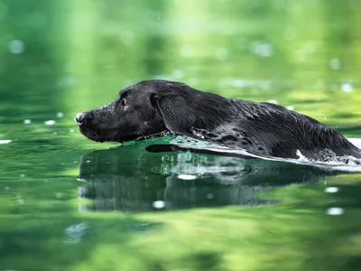 Produktbild von CALVENDO Puzzle Schwarzer Labrador schwimmt im Wasser 1000 Teile Puzzle quer | 1000 Teile Lege-Größe 64x48cm Foto-Puzzle für glückliche Stunden