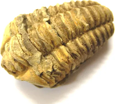 Produktbild von Versteinerung, Trilobit (Calymene)