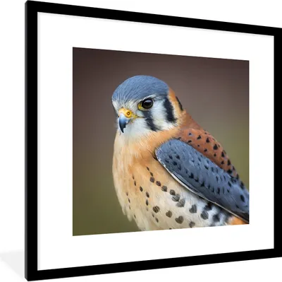 Produktbild von MuchoWow® Gerahmtes Poster Vogel - Makro - Blau 40x40 cm - Poster mit Schwarzem Bilderrahmen Wandposter Rahmen Foto Bilder - Poster - Plakat im Rahmen