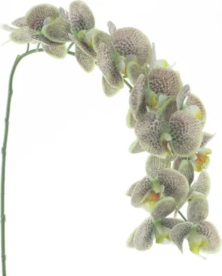 Produktbild von Phalaenopsis-Zweig Bensa grün 111 cm Kunstblume Buitengewoon de Boet