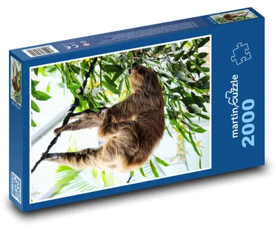 Zdjęcie produktu dla martinpuzzle - Puzzle 2000 - Lenochod
