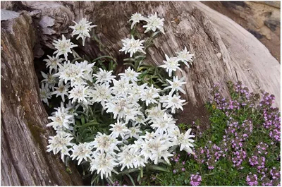 Produktbild von Stauden Gänge 3 x Leontopodium souliei 'Alpina White' - Edelweiß - Ein Hauch von Alpenzauber in Ihrem Garten - Steingarten