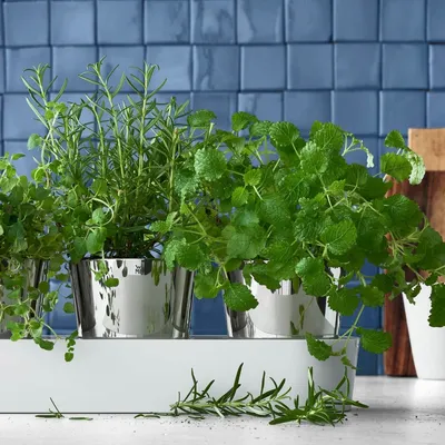 Produktbild von WMF Kräutergarten-Set 3-teilig Gourmet, Topfpflanzer, Freistehend, Edelstahl, Edelstahl, Weiß, Drinnen, 10,8 cm