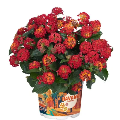 Produktbild von Wandelröschen rot Lantana camara Havana Red