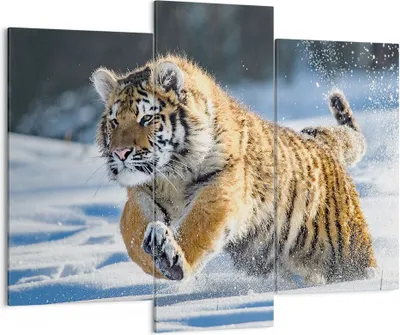 Produktbild von Bild auf Leinwand - Leinwandbild - tiger tier - 130x100cm - Wand Bild - Wanddeko - Wandbilder - Leinwanddruck - Bilder - Kunstdruck - Wanddekoration - Leinwand bilder - Wandkunst - CB130x100-3928