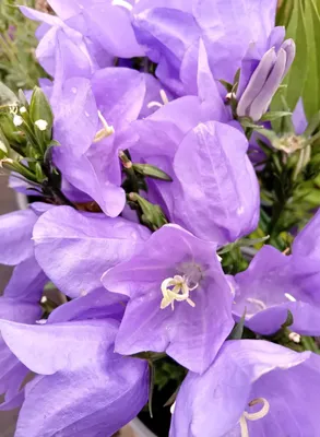 Produktbild von 3 Stauden Stauden Glockenblume Campanula persicifolia Azure