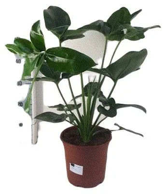 Obrázek produktu pro Gardners Philodendron Funny Bunny, průměr 24 cm