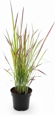 Produktbild von Blutgras Red Baron, im 9 cm Topf - Imperata cylindrica