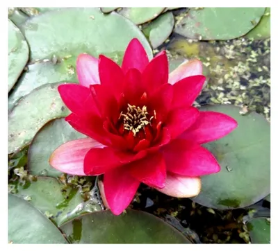 Produktbild von Nymphaea 'Perry's Baby Red' - Seerose, rot - ideal für Miniteiche - Seerose des Jahres 2009