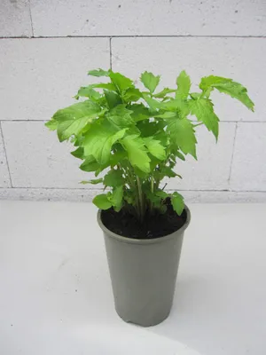 Produktbild von Echter Baldrian - Valeriana officinalis - Arzneibaldrian - Großer Baldrian - Ursprungsart