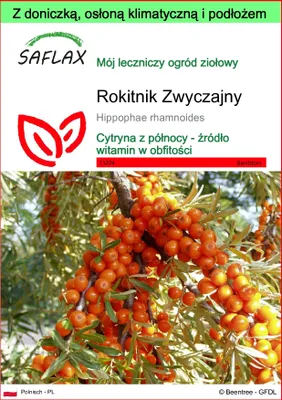 Zdjęcie produktu dla SAFLAX - Garden to go - Rokitnik Zwyczajny - 40 Nasiona - Z doniczką, pokrywą klimatyczną i podłożem do uprawy - Hippophae rhamnoides