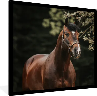 Produktbild von MuchoWow® Gerahmtes Poster Pferd - Äste - Porträt 40x40 cm - Poster mit Schwarzem Bilderrahmen Wandposter Rahmen Foto Bilder - Mit Rahmen - Wanddekoration Schlafzimmer