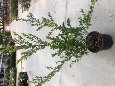 Obrázek produktu pro Ilex crenata 'Green Hedge' - japonský cesmína - 30-40 cm nádoba