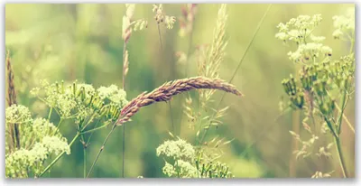 Produktbild von Tulup Leinwand-Bilder 140x70 Wandbild Canvas Kunstdruck Wildpflanzen Pflanzen