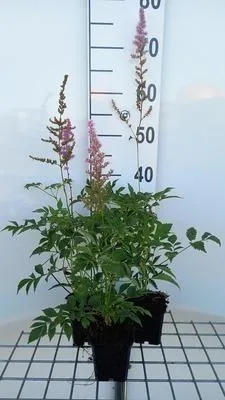 Produktbild von 6 x  Astilbe (a) 'Venus' - Prachtspiere - Topf 9 x 9 cm