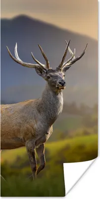 Produktbild von MuchoWow® Poster Hirsche - Berg - Gras - Sonnenuntergang - Tiere - Natur 20x40 cm - Plakat - Foto