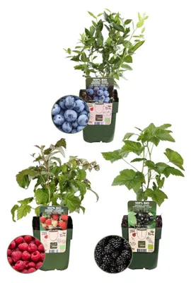Produktbild von Plants by Frank | Früchteparty Obstpflanzen Mix | Heidelbeerstrauch | Himbeerstrauch | Brombeerstrauch | 100% Biologisch | Gartenpflanzen