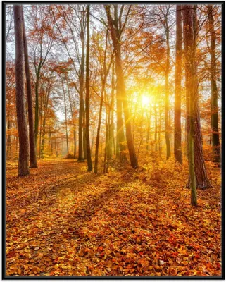 Produktbild von Wallario Wandbild Sonnenuntergang im herbstlichen Wald, Größe: 40,30 x 50,30 cm, Poster mit schwarzem Aluminiumrahmen