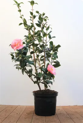 Produktbild von Camellia x williamsii 'Debbie', Kamelie, rosa Blüten, 40–60 cm