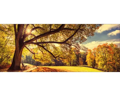 Produktbild von Glasbild Sunshine in the park 80x30 cm
