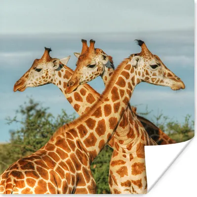 Produktbild von MuchoWow® Poster Giraffen - Luft - Tiere 50x50 cm - Wohnzimmerdekoration