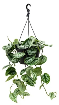 Obrázok produktu pre Pikantný brečtan - Scindapsus pictus 'Trebie' Ampel cca 40 cm - Zelená rastlina