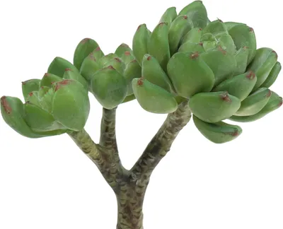 Produktbild von Sukkulente Echeveria künstlich Grün Deko Pflanze 15cm realistisch