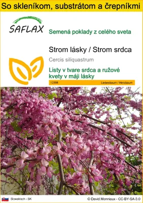 Obrázok produktu pre SAFLAX Kultivačný set - Strom lásky / Strom srdca - Cercis siliquastrum - 60 Semená - S mini skleníkom, pestovateľským substrátom a 2 črepníkmi