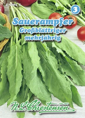 Produktbild von Sauerampfer Großblättriger | Sauerampfersamen von N.L. Chrestensen