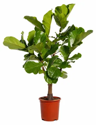 Produktbild von Zimmerpflanze - Ficus Lyrata - Geigenfeige - verzweigt - Für Halbschatten - Tropisch - Topf Ø27cm - Höhe 140cm