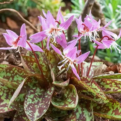 Zdjęcie produktu dla Erythronium - Psiząb Purple King 1 szt. Cebulki Kwiatowe Cebule Kwiatów
