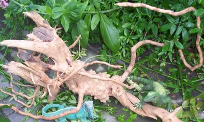 Produktbild von 3 rote Moorwurzeln je 25-35 cm, Wurzel, Finger Wood