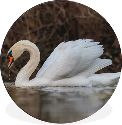 Produktbild von MuchoWow® Aluminium Wandkreis Schwan - Wasser - Tiere - Vogel Ø 90 cm Wanddeko Modern Wohnzimmer - Mauerkreis - Wandbilder - Runde Bild - Bild aus Aluminium - Schlafzimmer - Wohnzimmerdekoration - Wand Dekoration