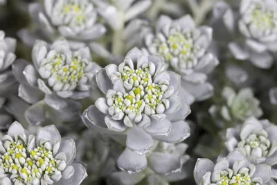 Produktbild von Sedum spathulifolium 'Cape Blanco', silbergrau, ca. 9x9 cm Topf