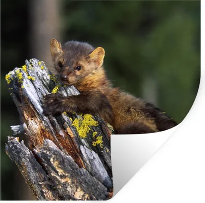 Produktbild von MuchoWow® Wandtattoo Wandsticker Wandaufkleber Marder - Baum - Wald 30x30 cm Selbstklebend und Repositionierbar - Repositionierbar - Wasser abweisend