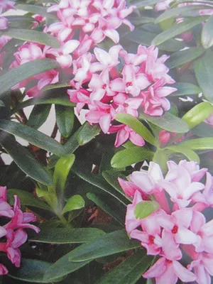 Produktbild von Daphne x transatlantica Pink Fragance ® - Seidelbast Pink Fragance ® - 20-25cm