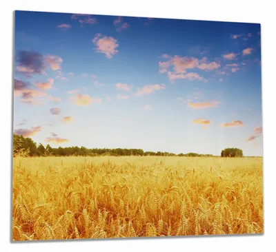 Produktbild von Wallario Herdabdeckplatte aus Glas, Größe 60 x 52 cm 1-teilig, Motiv Weizenfeld unter blauem Himmel
