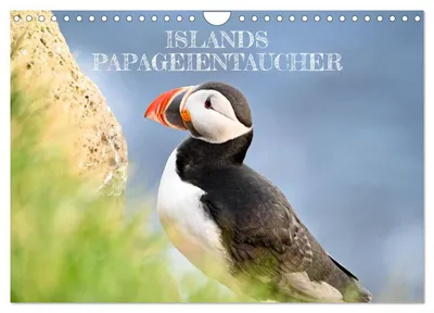 Produktbild von Kalender 2027 · Britische Version · Papageientaucher aus Island (Wandkalender 2027 12" × 8" Querformat), CALVENDO 12-Monats-Wandkalender
