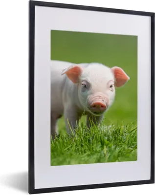 Produktbild von MuchoWow® Gerahmtes Poster Ferkel - Kaninchen - Tiere 30x40 cm - Poster mit Schwarzem Bilderrahmen Wandposter Rahmen Foto Bilder - Wandposter Schlafzimmer