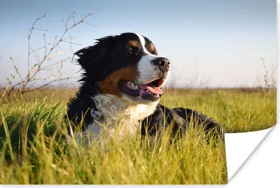 Produktbild von MuchoWow® Poster Berner Sennenhund im Gras liegend 60x40 cm - Schlafzimmerdekoration