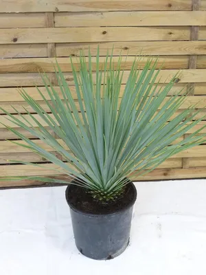 Produktbild von [Palmenlager] Yucca rostrata 60-80 cm - Stamm 10-15 cm - Topf 24 cm Ø - Winterharte Palme / -20°C