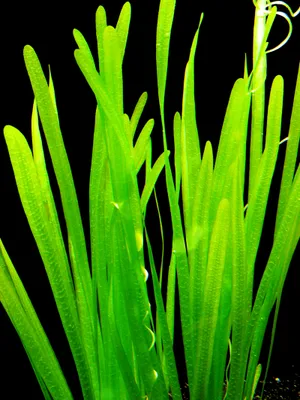 Produktbild von 10 Bund Glatte Vallisnerie (Vallisneria Spiralis)