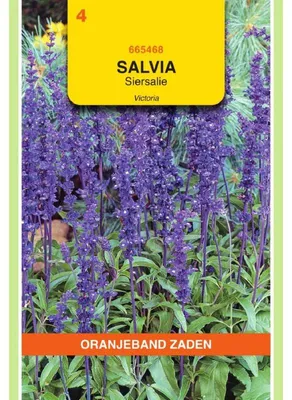 Productafbeelding van Oranjebloem Salvia Farinacea Victoria - 1 verpakking zaden