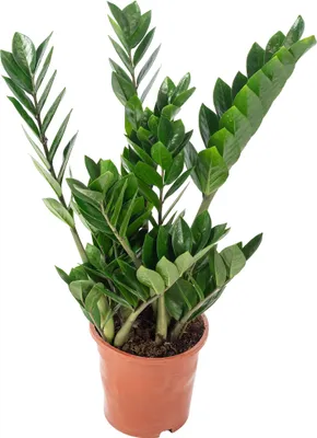 Produktbild von Glücksfeder - pflegeleichte Zimmerpflanze, Zamioculcas zamiifolia 3+ - Höhe ca. 55 cm, Topf-Ø 17 cm