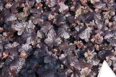 Produktbild von 6 x  Heuchera hybr. 'Black Sea'® - Purpurglöckchen - Topf 9 x 9 cm