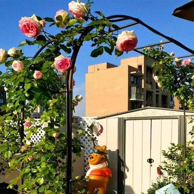Obrázek produktu pro Velká kovová pergola pro popínavé rostliny, rozměry 120-350 cm
